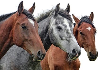 Bio Leinkuchen für Pferde